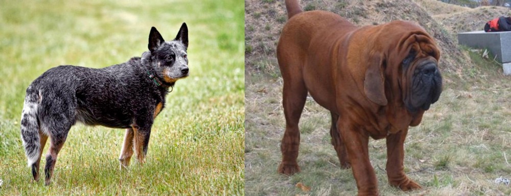 Korean Mastiff vs Austrailian Blue Heeler - Breed Comparison