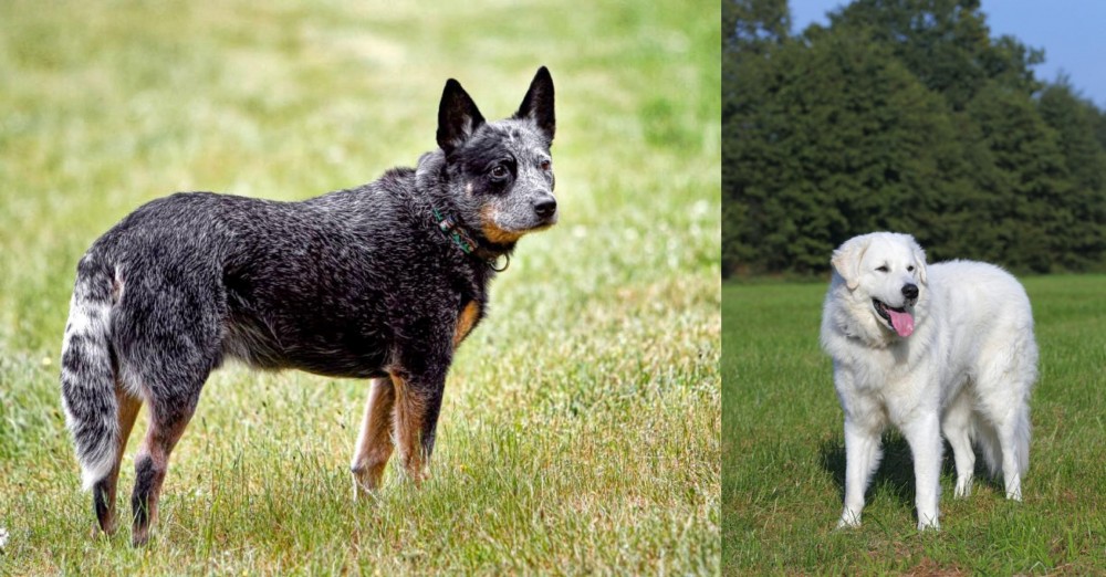 Kuvasz vs Austrailian Blue Heeler - Breed Comparison