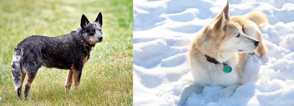 Labrador Husky vs Austrailian Blue Heeler - Breed Comparison