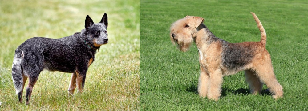 Lakeland Terrier vs Austrailian Blue Heeler - Breed Comparison