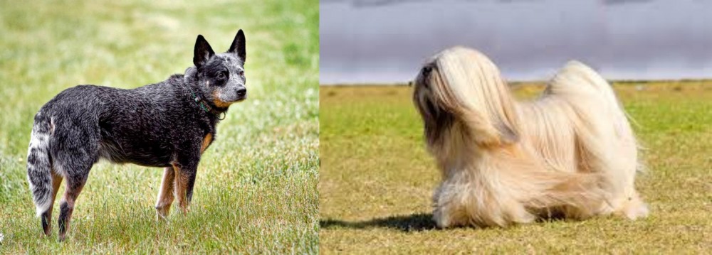 Lhasa Apso vs Austrailian Blue Heeler - Breed Comparison