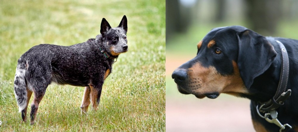 Lithuanian Hound vs Austrailian Blue Heeler - Breed Comparison