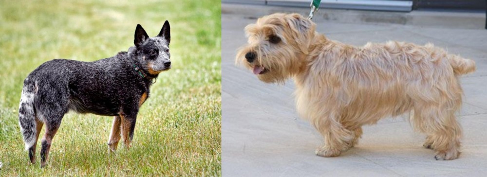Lucas Terrier vs Austrailian Blue Heeler - Breed Comparison