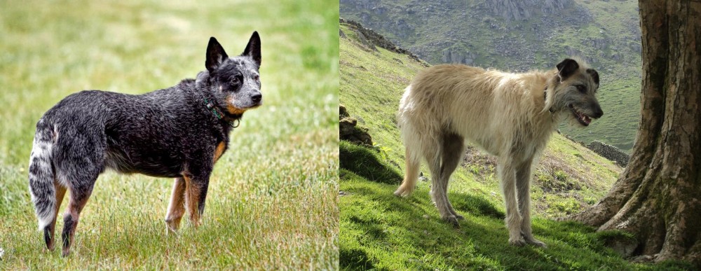 Lurcher vs Austrailian Blue Heeler - Breed Comparison