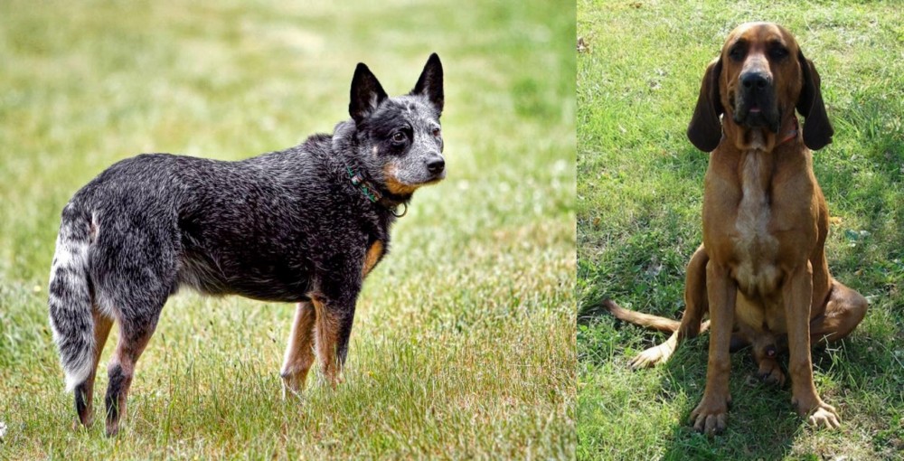 Majestic Tree Hound vs Austrailian Blue Heeler - Breed Comparison