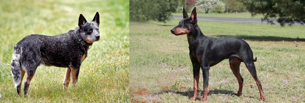 Manchester Terrier vs Austrailian Blue Heeler - Breed Comparison