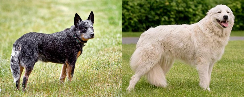Maremma Sheepdog vs Austrailian Blue Heeler - Breed Comparison