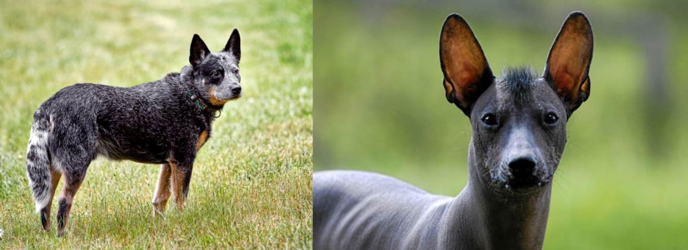Mexican Hairless vs Austrailian Blue Heeler - Breed Comparison