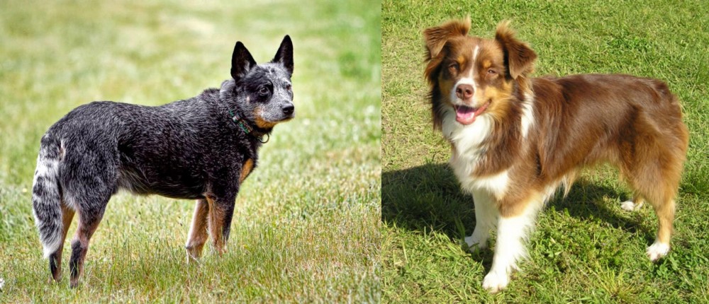 Miniature Australian Shepherd vs Austrailian Blue Heeler - Breed Comparison