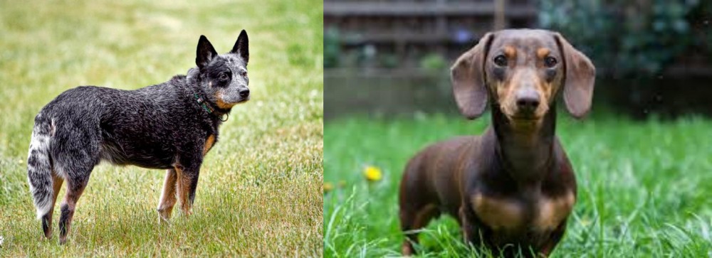Miniature Dachshund vs Austrailian Blue Heeler - Breed Comparison