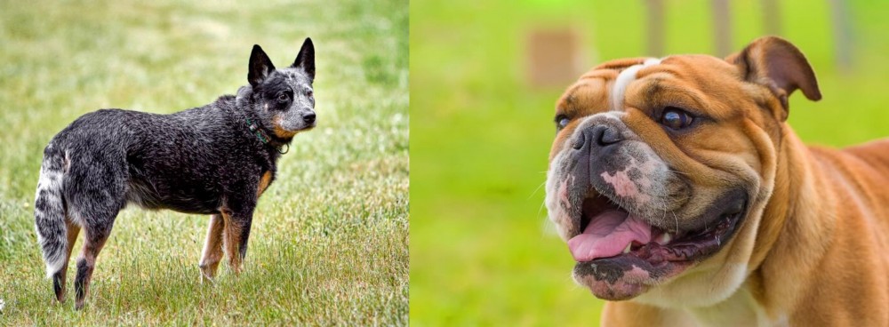Miniature English Bulldog vs Austrailian Blue Heeler - Breed Comparison