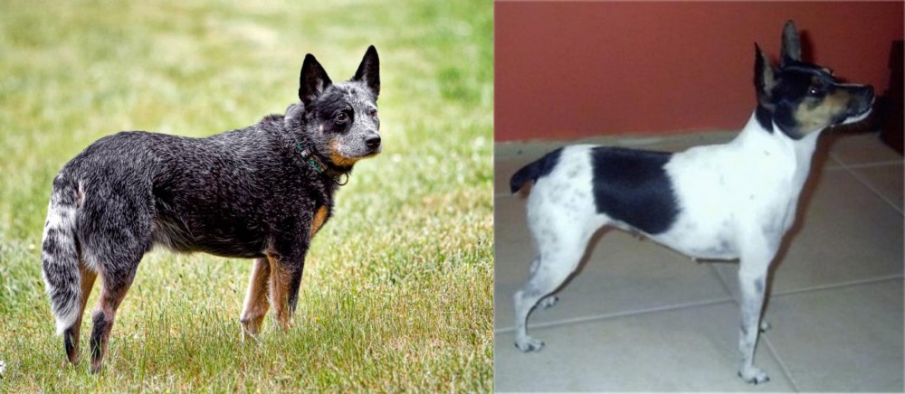 Miniature Fox Terrier vs Austrailian Blue Heeler - Breed Comparison