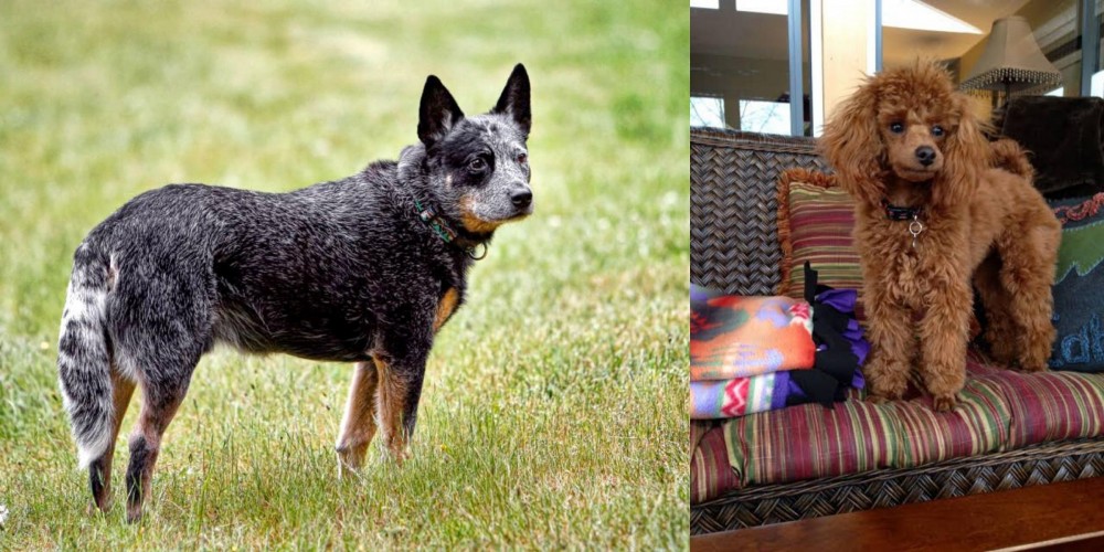 Miniature Poodle vs Austrailian Blue Heeler - Breed Comparison