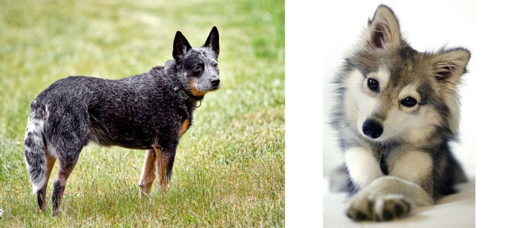 Miniature Siberian Husky vs Austrailian Blue Heeler - Breed Comparison