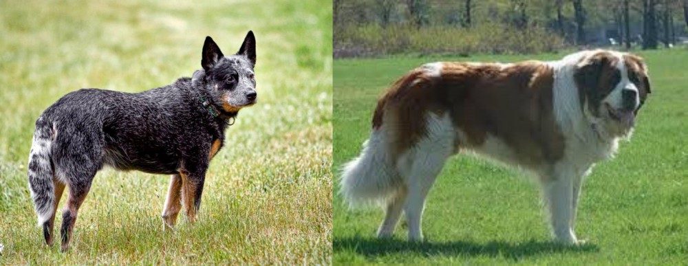 Moscow Watchdog vs Austrailian Blue Heeler - Breed Comparison