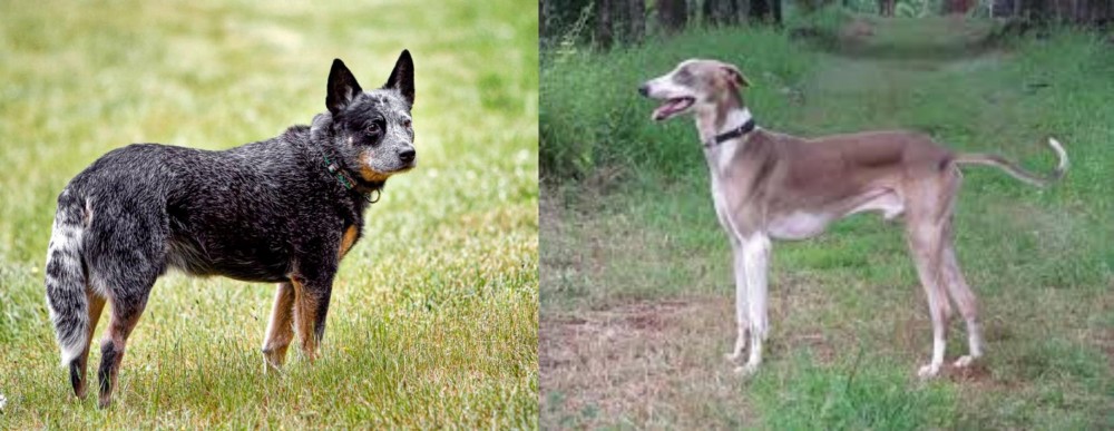 Mudhol Hound vs Austrailian Blue Heeler - Breed Comparison