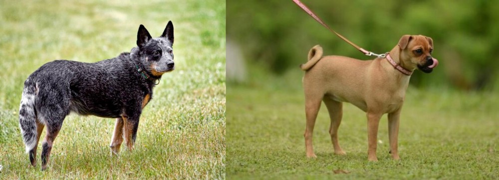 Muggin vs Austrailian Blue Heeler - Breed Comparison
