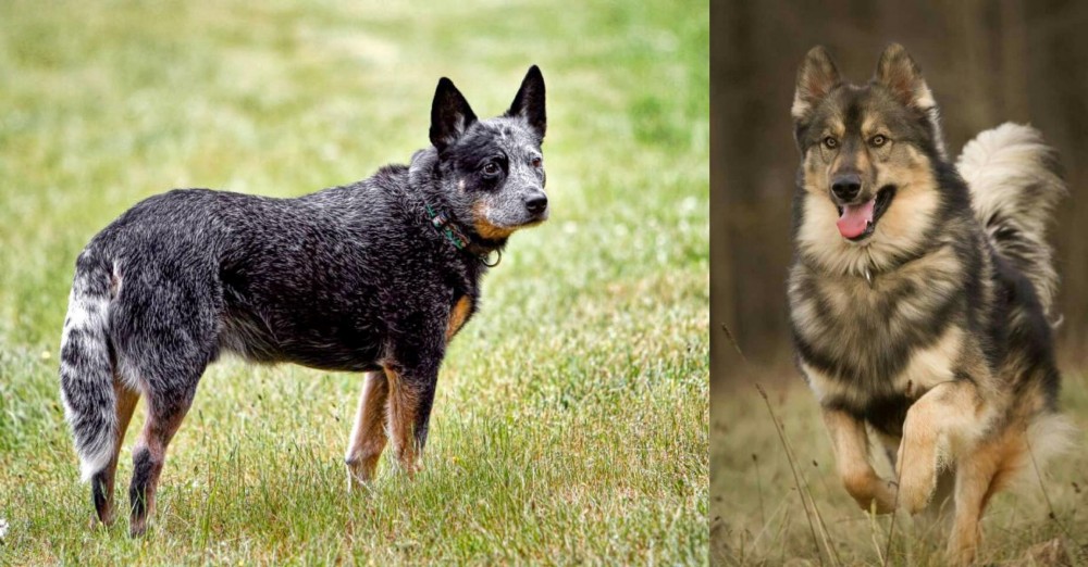 Native American Indian Dog vs Austrailian Blue Heeler - Breed Comparison