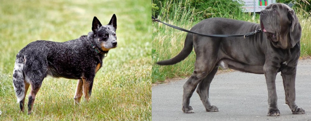 Neapolitan Mastiff vs Austrailian Blue Heeler - Breed Comparison