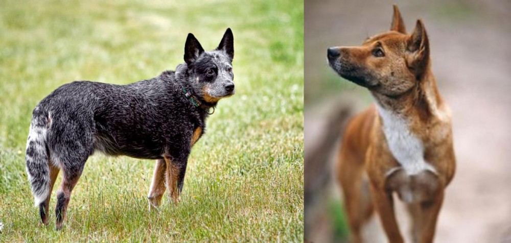 New Guinea Singing Dog vs Austrailian Blue Heeler - Breed Comparison