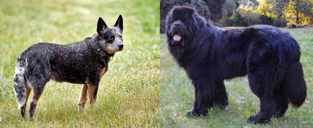 Newfoundland Dog vs Austrailian Blue Heeler - Breed Comparison
