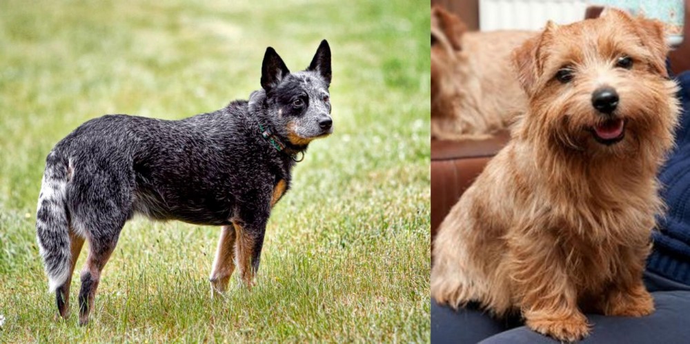 Norfolk Terrier vs Austrailian Blue Heeler - Breed Comparison
