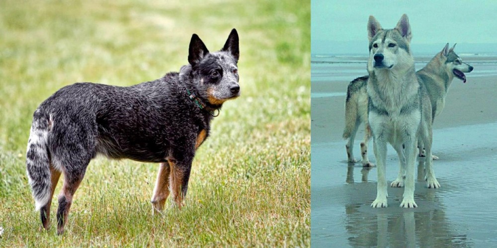 Northern Inuit Dog vs Austrailian Blue Heeler - Breed Comparison
