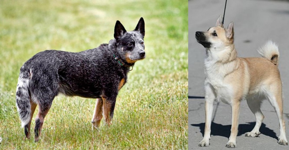 Norwegian Buhund vs Austrailian Blue Heeler - Breed Comparison