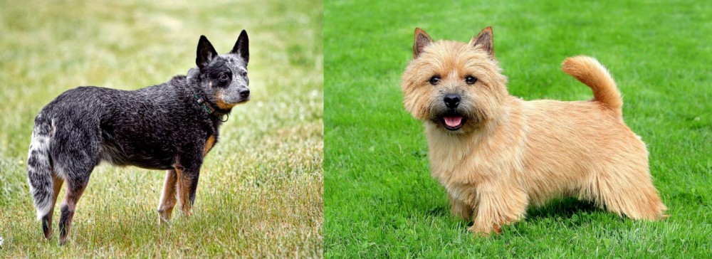 Norwich Terrier vs Austrailian Blue Heeler - Breed Comparison