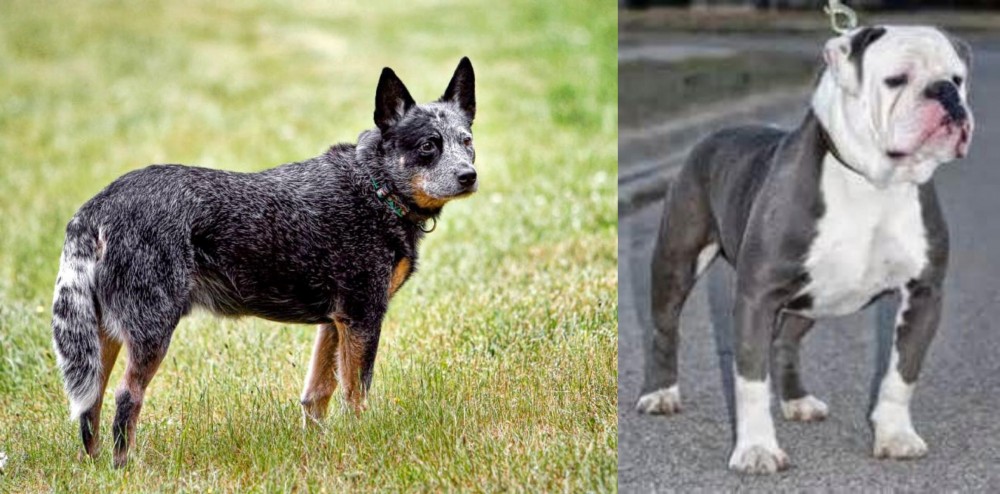 Old English Bulldog vs Austrailian Blue Heeler - Breed Comparison