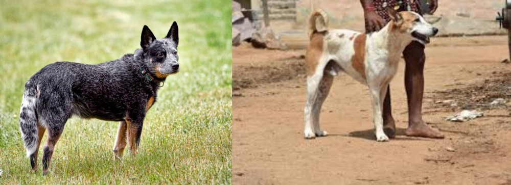 Pandikona vs Austrailian Blue Heeler - Breed Comparison