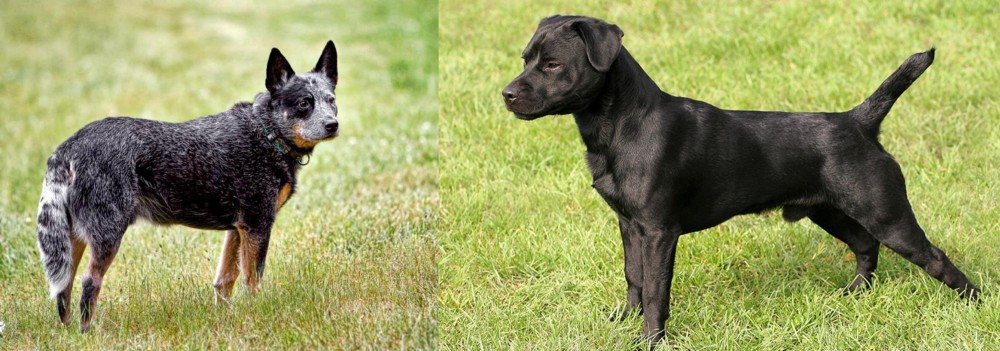 Patterdale Terrier vs Austrailian Blue Heeler - Breed Comparison