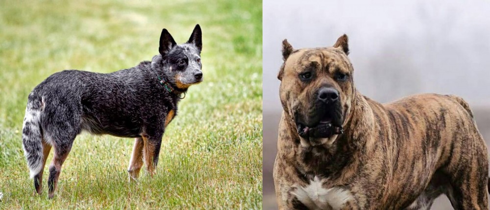 Perro de Presa Canario vs Austrailian Blue Heeler - Breed Comparison
