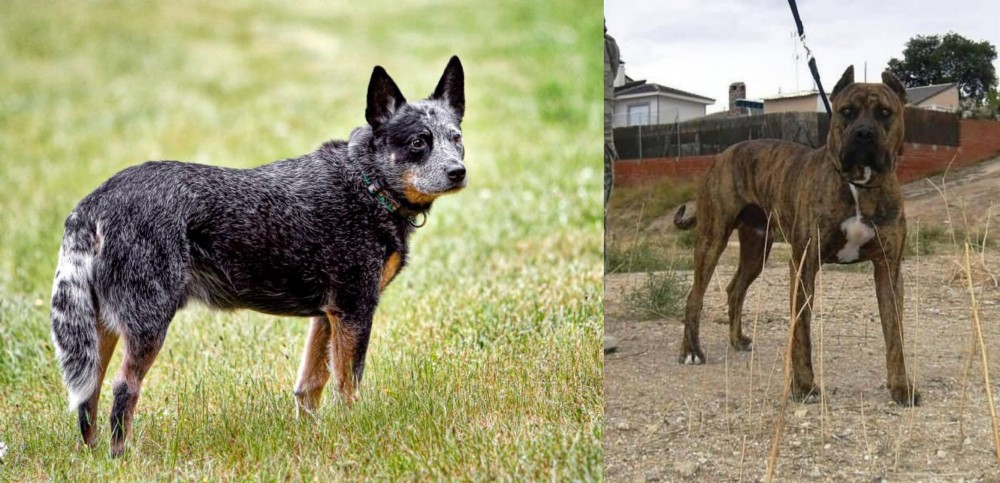 Perro de Toro vs Austrailian Blue Heeler - Breed Comparison