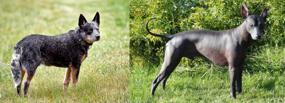 Peruvian Hairless vs Austrailian Blue Heeler - Breed Comparison