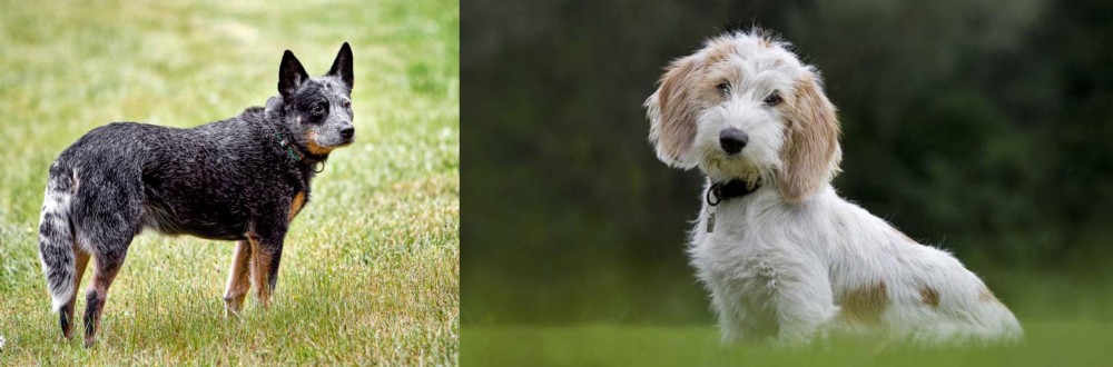 Petit Basset Griffon Vendeen vs Austrailian Blue Heeler - Breed Comparison