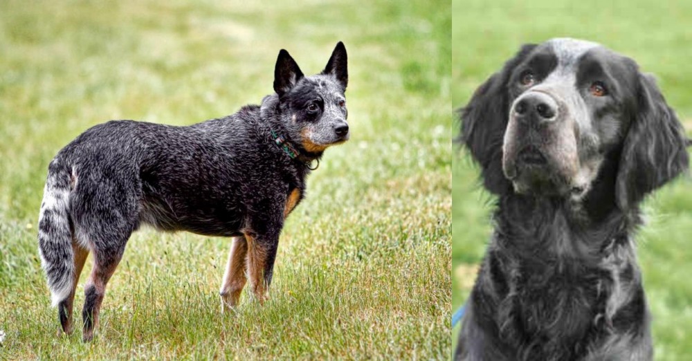 Picardy Spaniel vs Austrailian Blue Heeler - Breed Comparison