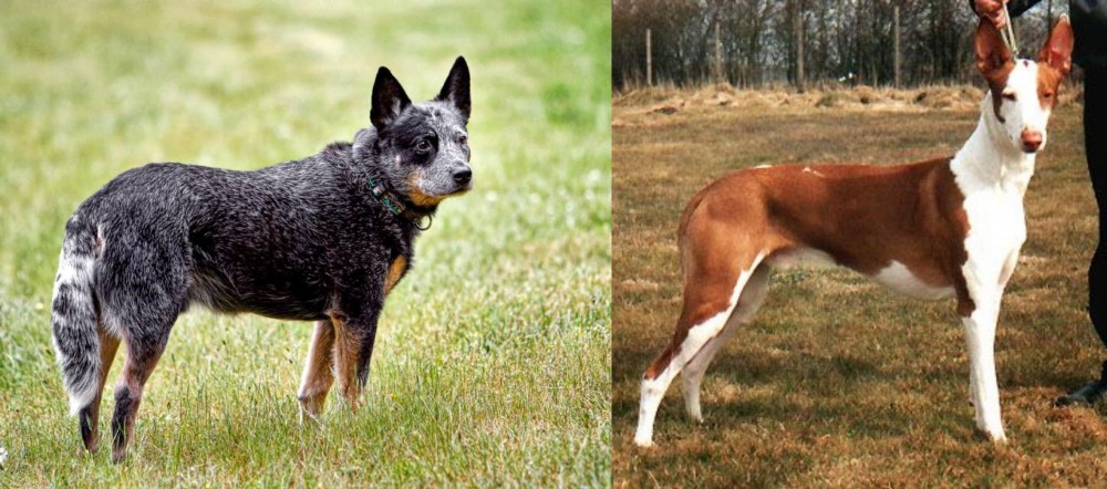 Podenco Canario vs Austrailian Blue Heeler - Breed Comparison