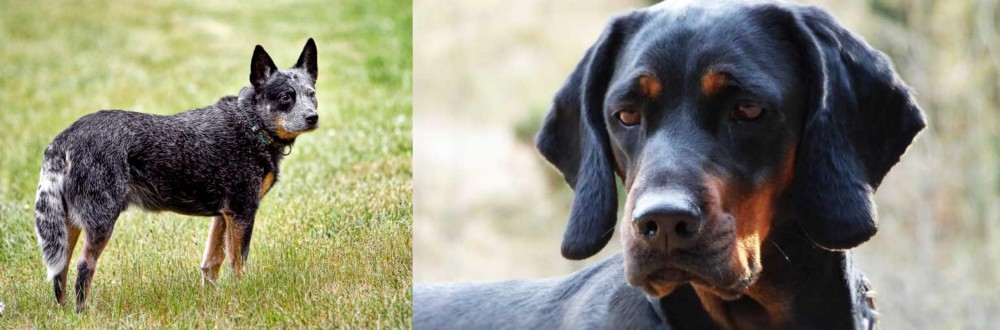 Polish Hunting Dog vs Austrailian Blue Heeler - Breed Comparison