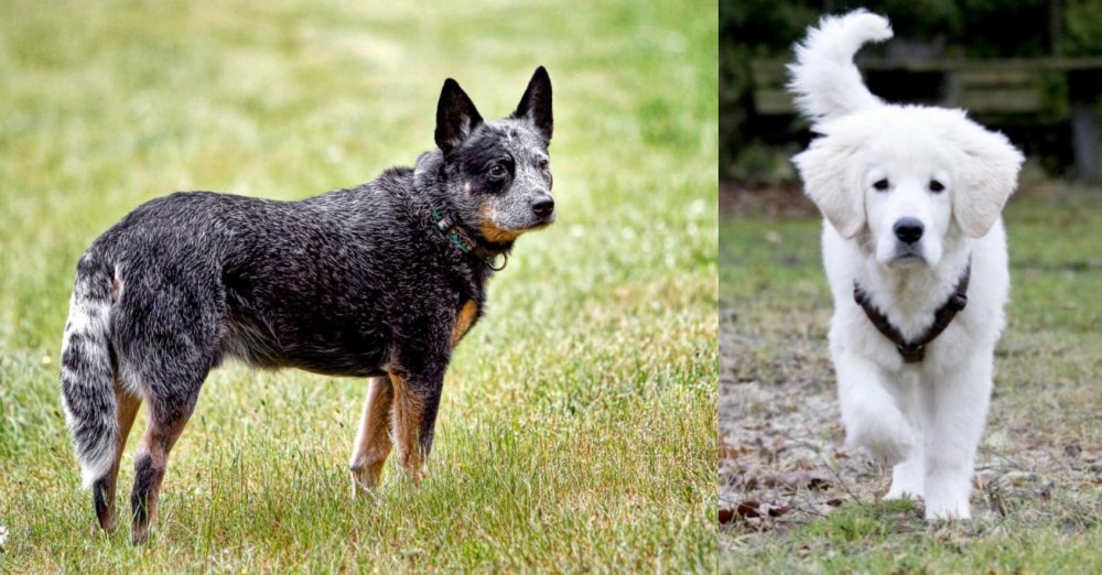 Polish Tatra Sheepdog vs Austrailian Blue Heeler - Breed Comparison
