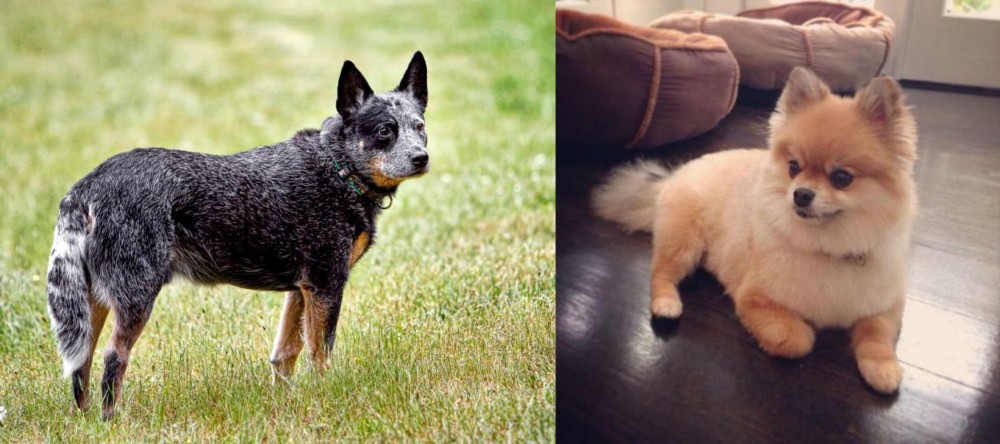 Pomeranian vs Austrailian Blue Heeler - Breed Comparison