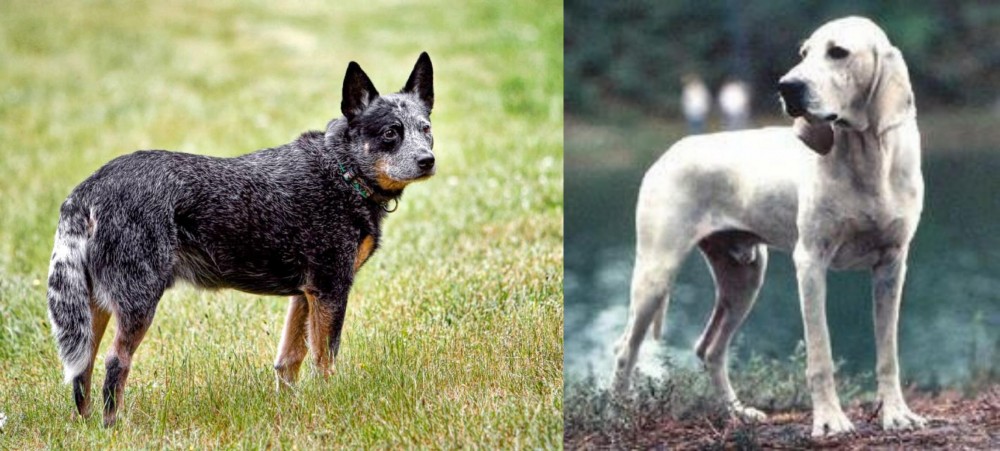 Porcelaine vs Austrailian Blue Heeler - Breed Comparison