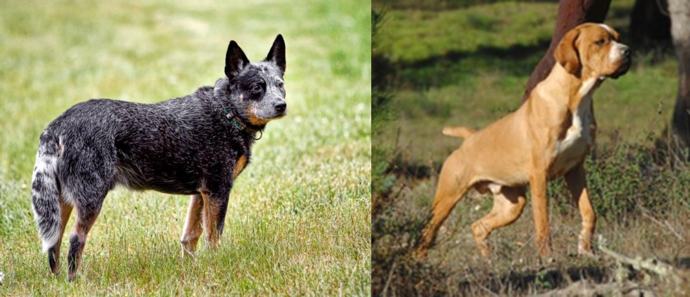 Portuguese Pointer vs Austrailian Blue Heeler - Breed Comparison