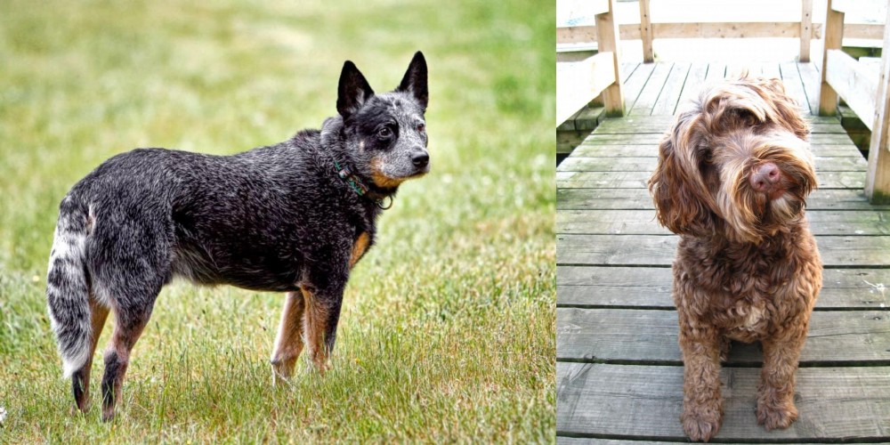 Portuguese Water Dog vs Austrailian Blue Heeler - Breed Comparison