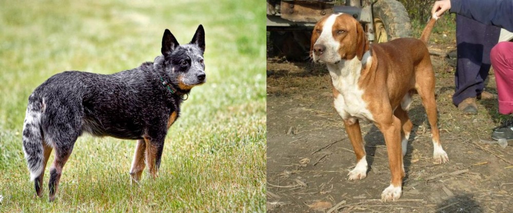 Posavac Hound vs Austrailian Blue Heeler - Breed Comparison