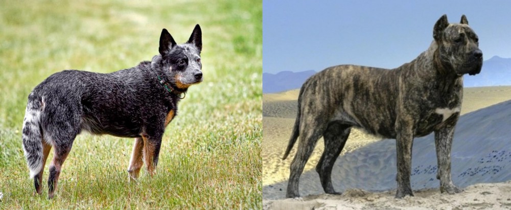 Presa Canario vs Austrailian Blue Heeler - Breed Comparison