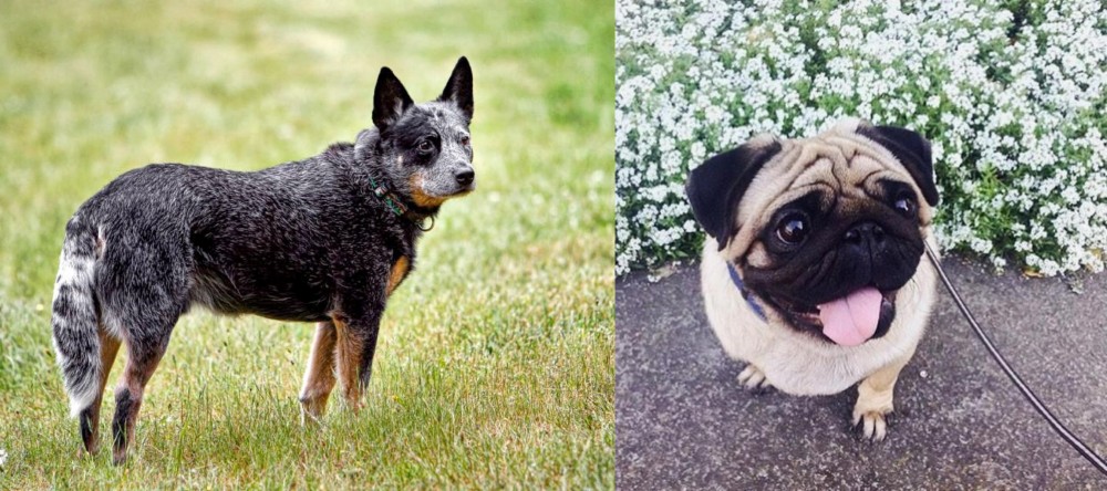 Pug vs Austrailian Blue Heeler - Breed Comparison