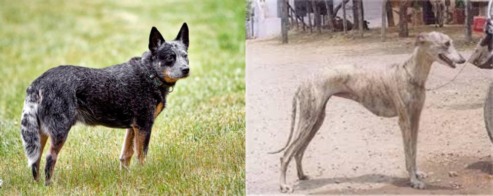 Rampur Greyhound vs Austrailian Blue Heeler - Breed Comparison