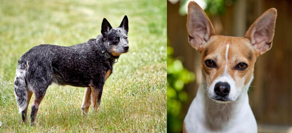 Rat Terrier vs Austrailian Blue Heeler - Breed Comparison