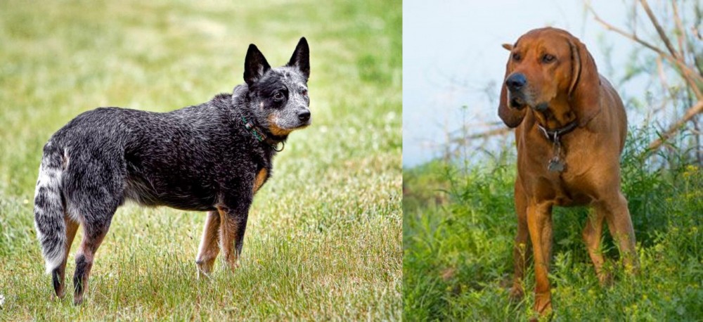Redbone Coonhound vs Austrailian Blue Heeler - Breed Comparison